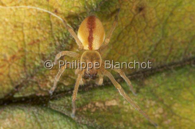 Eutichuridae_0380.JPG - France, Araneae, Eutichuridae, Chiracanthe ponctué (Chirachantium punctarium), jeune, Long-legged sac spiders